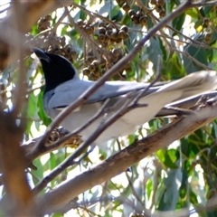 Coracina novaehollandiae at Strathnairn, ACT - 10 Sep 2024