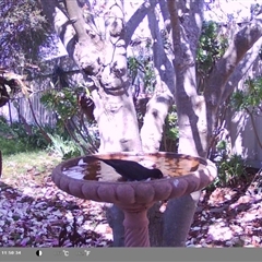 Turdus merula (Eurasian Blackbird) at North Albury, NSW - 9 Sep 2024 by Darcy