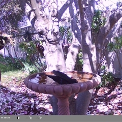 Turdus merula at North Albury, NSW - suppressed