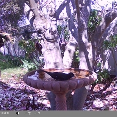 Turdus merula at North Albury, NSW - suppressed