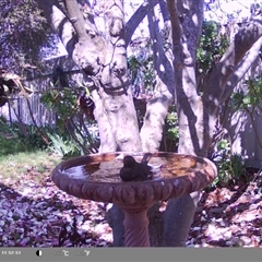 Turdus merula (Eurasian Blackbird) at North Albury, NSW - 9 Sep 2024 by Darcy