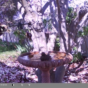 Turdus merula at North Albury, NSW - suppressed