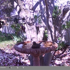 Turdus merula at North Albury, NSW - suppressed