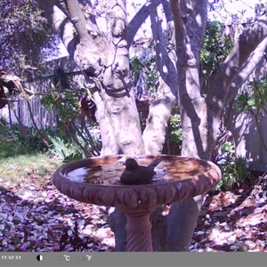 Turdus merula at North Albury, NSW - suppressed