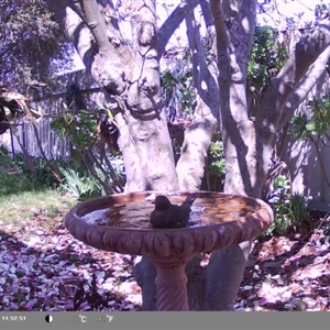 Turdus merula at North Albury, NSW - 9 Sep 2024