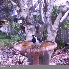 Grallina cyanoleuca (Magpie-lark) at North Albury, NSW - 9 Sep 2024 by Darcy