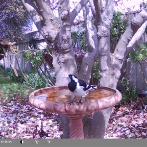 Grallina cyanoleuca at North Albury, NSW - suppressed