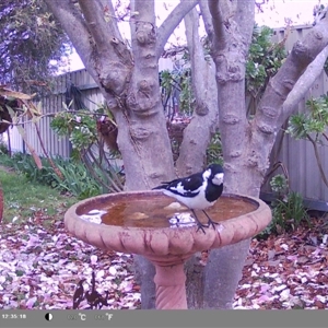 Grallina cyanoleuca at North Albury, NSW - suppressed