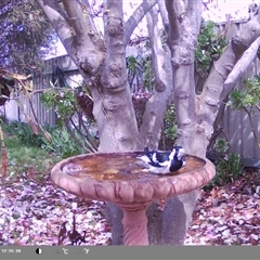 Grallina cyanoleuca at North Albury, NSW - suppressed