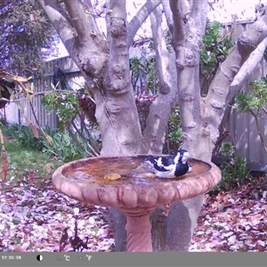 Grallina cyanoleuca at North Albury, NSW - 9 Sep 2024