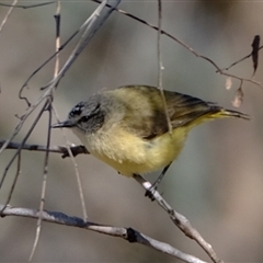 Acanthiza chrysorrhoa (Yellow-rumped Thornbill) at Whitlam, ACT - 3 Sep 2024 by Kurt