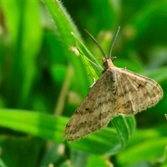 Scopula rubraria (Reddish Wave, Plantain Moth) at Fyshwick, ACT - 11 Sep 2024 by Thurstan