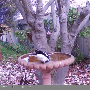 Grallina cyanoleuca at North Albury, NSW - suppressed