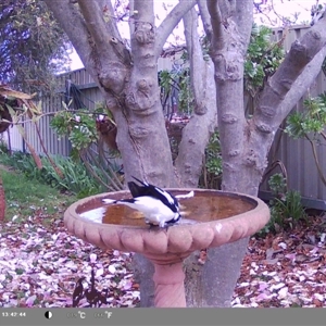 Grallina cyanoleuca at North Albury, NSW - suppressed