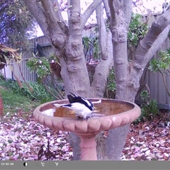 Grallina cyanoleuca at North Albury, NSW - suppressed