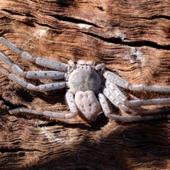 Isopeda canberrana (Canberra Huntsman Spider) at Whitlam, ACT - 3 Sep 2024 by Kurt