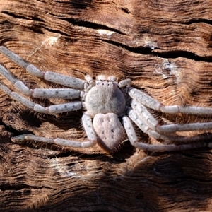 Isopeda canberrana at Whitlam, ACT - 3 Sep 2024 02:11 PM