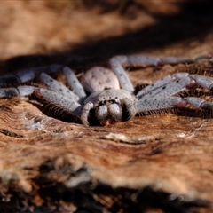 Isopeda canberrana at Whitlam, ACT - 3 Sep 2024 02:11 PM