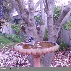 Grallina cyanoleuca (Magpie-lark) at North Albury, NSW - 9 Sep 2024 by Darcy