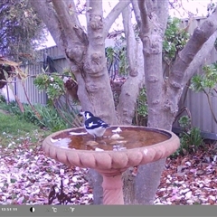 Grallina cyanoleuca at North Albury, NSW - suppressed