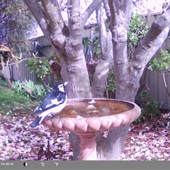 Grallina cyanoleuca (Magpie-lark) at North Albury, NSW - 9 Sep 2024 by Darcy