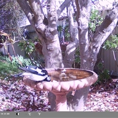 Grallina cyanoleuca at North Albury, NSW - suppressed