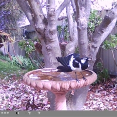 Grallina cyanoleuca at North Albury, NSW - suppressed