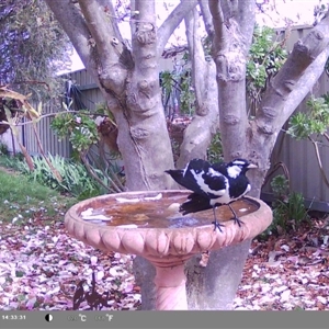 Grallina cyanoleuca at North Albury, NSW - suppressed