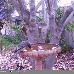 Anthochaera carunculata (Red Wattlebird) at North Albury, NSW - 9 Sep 2024 by Darcy