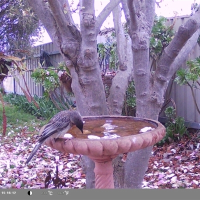 Anthochaera carunculata (Red Wattlebird) at North Albury, NSW - 9 Sep 2024 by Darcy