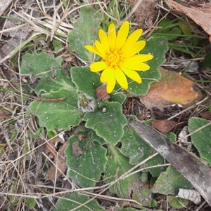 Cymbonotus sp. (preissianus or lawsonianus) at Tharwa, ACT - 11 Sep 2024