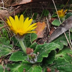 Cymbonotus sp. (preissianus or lawsonianus) at Tharwa, ACT - 11 Sep 2024