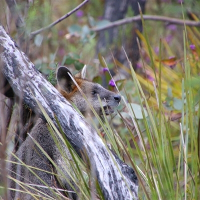 Wallabia bicolor (Swamp Wallaby) at Tharwa, ACT - 11 Sep 2024 by MB