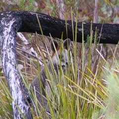 Wallabia bicolor at Tharwa, ACT - 11 Sep 2024