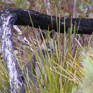 Wallabia bicolor at Tharwa, ACT - 11 Sep 2024