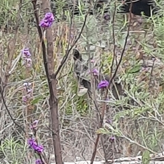 Wallabia bicolor at Tharwa, ACT - 11 Sep 2024