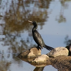 Phalacrocorax sulcirostris (Little Black Cormorant) at Tharwa, ACT - 11 Sep 2024 by MB