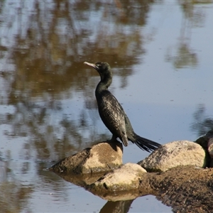 Phalacrocorax sulcirostris at Tharwa, ACT - 11 Sep 2024 08:38 AM