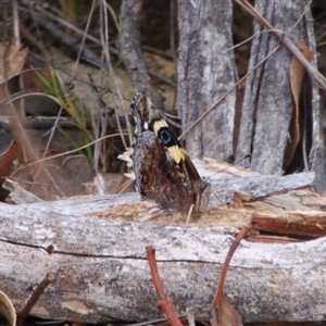 Vanessa itea at Tharwa, ACT - 11 Sep 2024