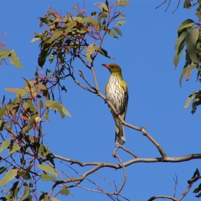 Oriolus sagittatus (Olive-backed Oriole) at Tharwa, ACT - 11 Sep 2024 by MB