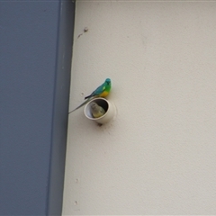 Psephotus haematonotus (Red-rumped Parrot) at Greenway, ACT - 11 Sep 2024 by MB