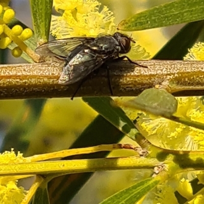 Muscoidea (super family) at Yarralumla, ACT - 10 Sep 2024 by galah681