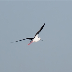 Himantopus leucocephalus at Fyshwick, ACT - 3 Sep 2024 11:23 PM