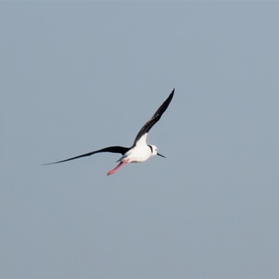 Himantopus leucocephalus (Pied Stilt) at Fyshwick, ACT - 3 Sep 2024 by RomanSoroka