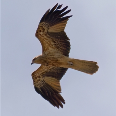 Haliastur sphenurus (Whistling Kite) at Fyshwick, ACT - 3 Sep 2024 by RomanSoroka