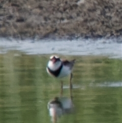 Charadrius melanops (Black-fronted Dotterel) at Fyshwick, ACT - 4 Sep 2024 by RomanSoroka