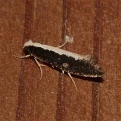 Monopis ethelella (Dead Sheep's Moth) at Freshwater Creek, VIC - 7 Jun 2021 by WendyEM