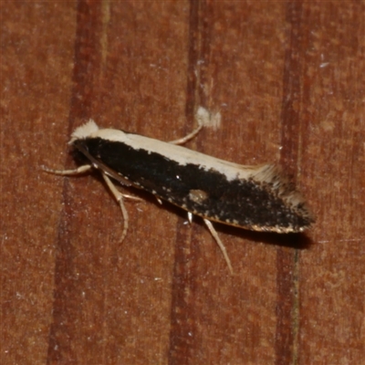 Monopis ethelella (Dead Sheep's Moth) at Freshwater Creek, VIC - 6 Jun 2021 by WendyEM