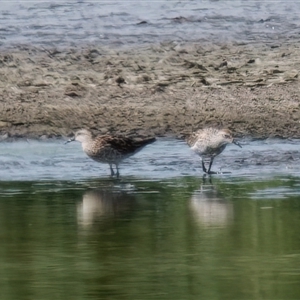 Calidris acuminata at Fyshwick, ACT - 4 Sep 2024 04:25 AM