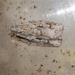 Acropolitis ergophora (A tortrix or leafroller moth) at Freshwater Creek, VIC - 7 Jun 2021 by WendyEM